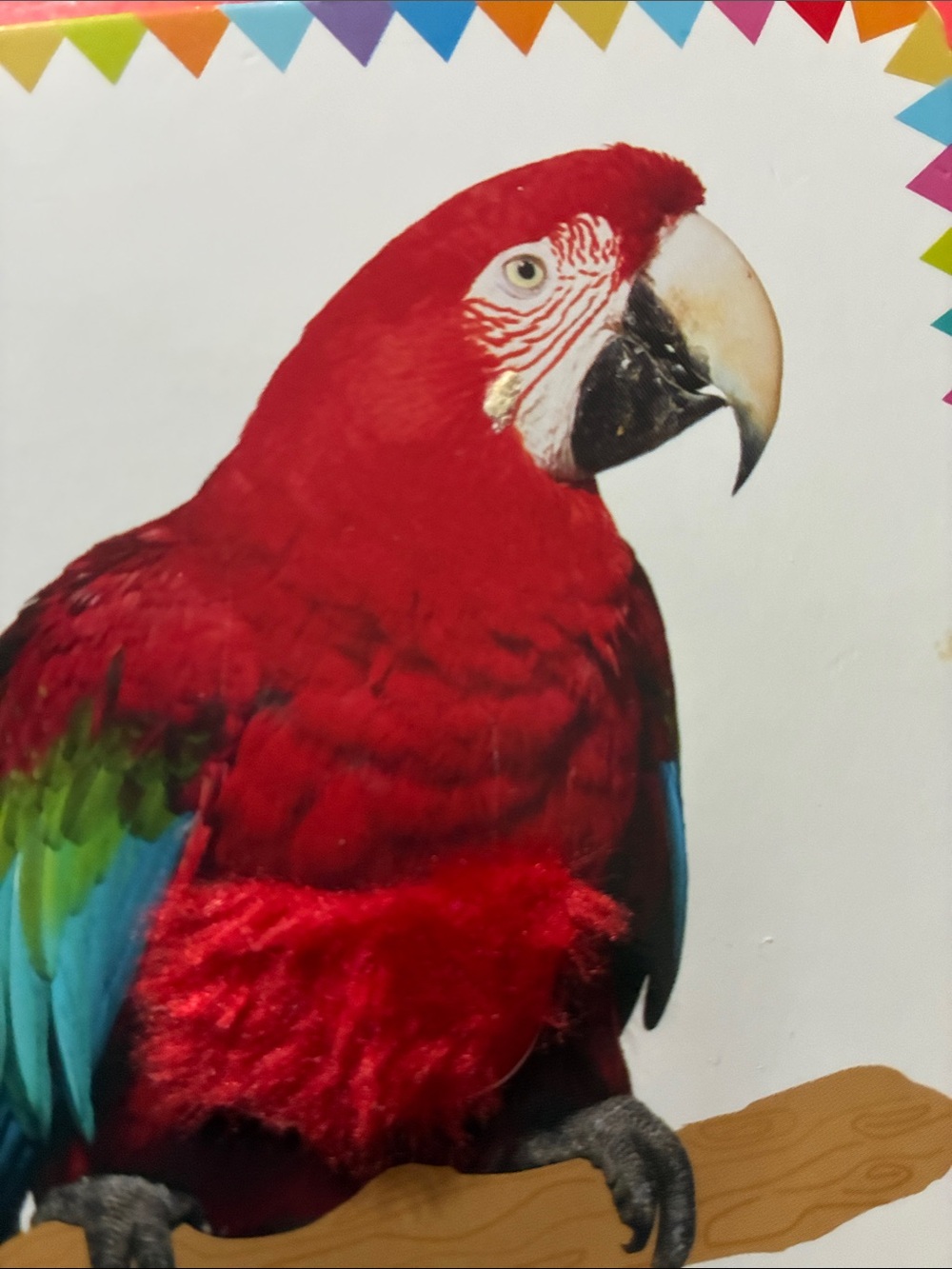 DK - My First Animals - Picture 8 of 16
